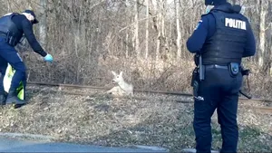 O căprioară rănită, blocată pe şinele de tramvai, salvată de „poliţistul cu haz” din Sibiu VIDEO
