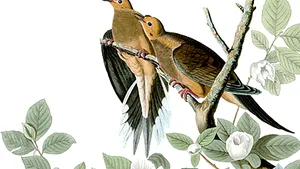 8,6 milioane euro pentru cea mai scumpă carte din lume - 