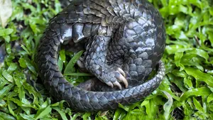 Transport ilegal de solzi de pangolin, trimis din Congo spre România. Marfa valora 1,5 milioane de euro