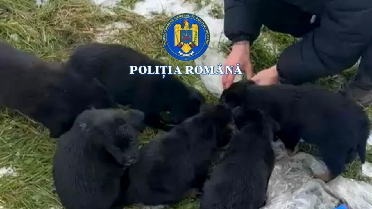 Slatina: Femeie care a pus șase căței într-un sac și i-a aruncat la gunoi, cercetată