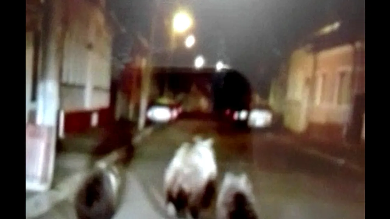 Ursoaică cu puii ei, FILMAŢI în centrul oraşului Făgăraş - VIDEO