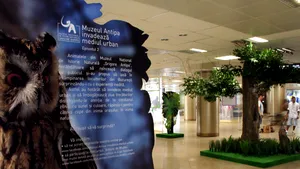 Arbori în Pasajul Universităţii, în cadrul campaniei 