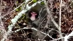 O maimuţă evadată dintr-o grădină zoologică din Scoţia este urmărită cu drone