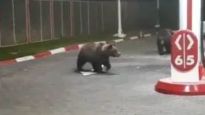 Urşi filmaţi în timp ce se plimbau într-o benzinărie din Azuga/ Internauţii au început să facă glume pe seama incidentului: Au rămas fără combustibil | VIDEO