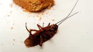 De ce aproape toţi gândacii morţi sunt găsiţi stând pe spate. Explicaţia specialiştilor