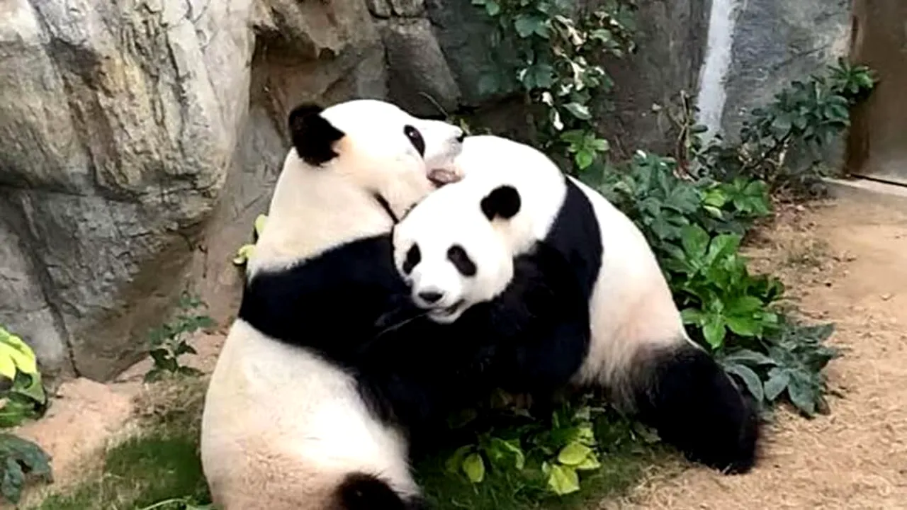 De ce nu se mai reproduc urşii panda. Efectul „Goldilocks”, în calea înmulţirii preţioasei specii
