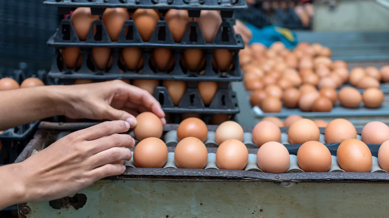 Un supermarket din România anunţă ieftinirea ouălor de la micii fermieri români, după intervenţia ministrului Agriculturii, Petre Daea