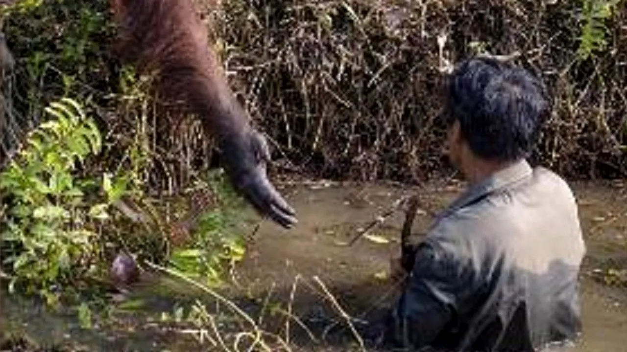 Gestul eroic al unui urangutan. A încercat să salveze un bărbat dintr-un râu infestat cu şerpi veninoşi. FOTO