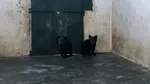 Doi ursuleți de 3 luni, care au stat două zile într-un copac, au ajuns la sanctuarul Libearty din Zărnești