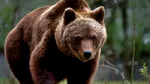 Un urs care a încercat în mod repetat să intre în anexele unui hotel, extras din Poiana Brașov