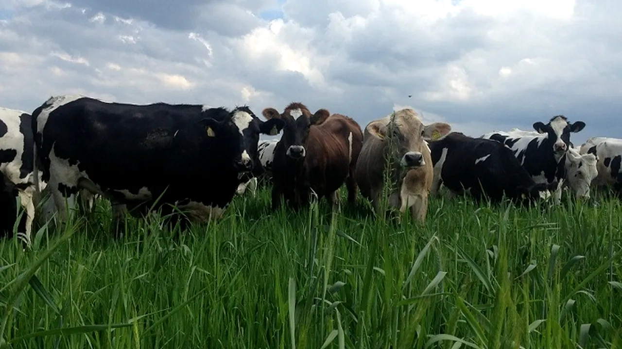 România ia măsuri după apariţia febrei aftoase în Ungaria