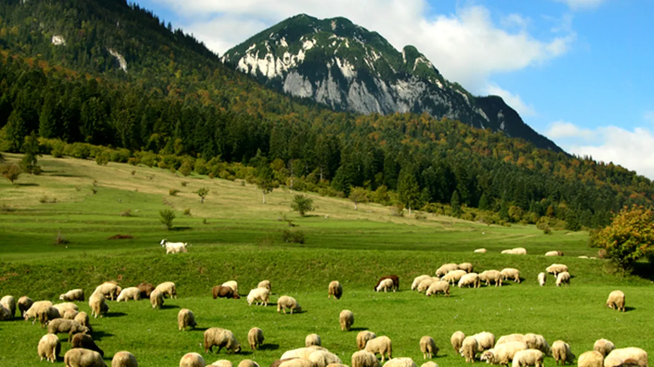 Doi ciobani români au fost împuşcaţi în nordul Italiei