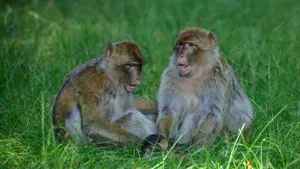 Maimuțele nu au creierul muzical al omului, dar pot să și-l dezvolte prin dresaj și sunt încântate de muzică