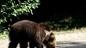 Pui de urs grav rănit, după ce a fost lovit de un tren în Braşov. Animalul va fi eutanasiat