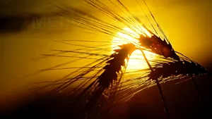 Tabără: Producţia de grâu este de peste opt milioane de tone, România redevine grânar