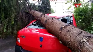 FOTO Drumul Naţional 17 D, între Năsud şi Sîngeorz-Băi, BLOCAT pe ambele sensuri după ce FURTUNA a doborât doi copaci pe carosabil 