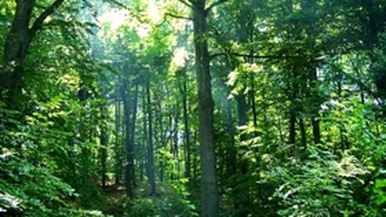 INS: Suprafaţa fondului forestier a crescut