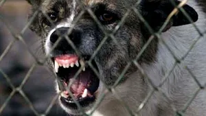 Femeie atacată de câini în Pantelimon, salvată de poliţişti, care au tras focuri de armă