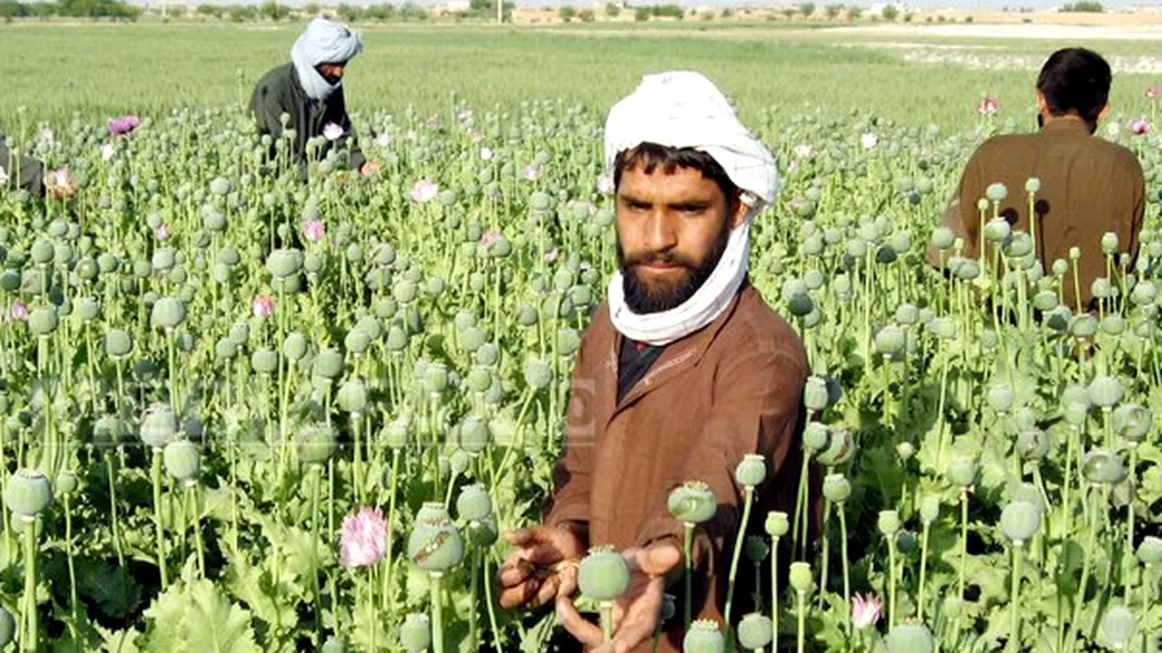 Producţia de opiu din Afganistan a scăzut cu 50%