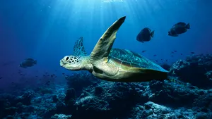 Noi specii de animale, descoperite în apele oceanice australiene