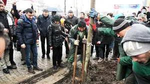 Un număr de 120 de tei au fost plantaţi în centrul Iaşiului, în locul celor tăiaţi în 2013 - FOTO
