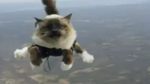 VIDEOCLIP AMUZANT: Pisici sărind cu PARAŞUTA din avion, într-o reclamă