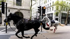 Doi cai au scăpat de sub control în centrul Londrei. Mai multe persoane au fost rănite