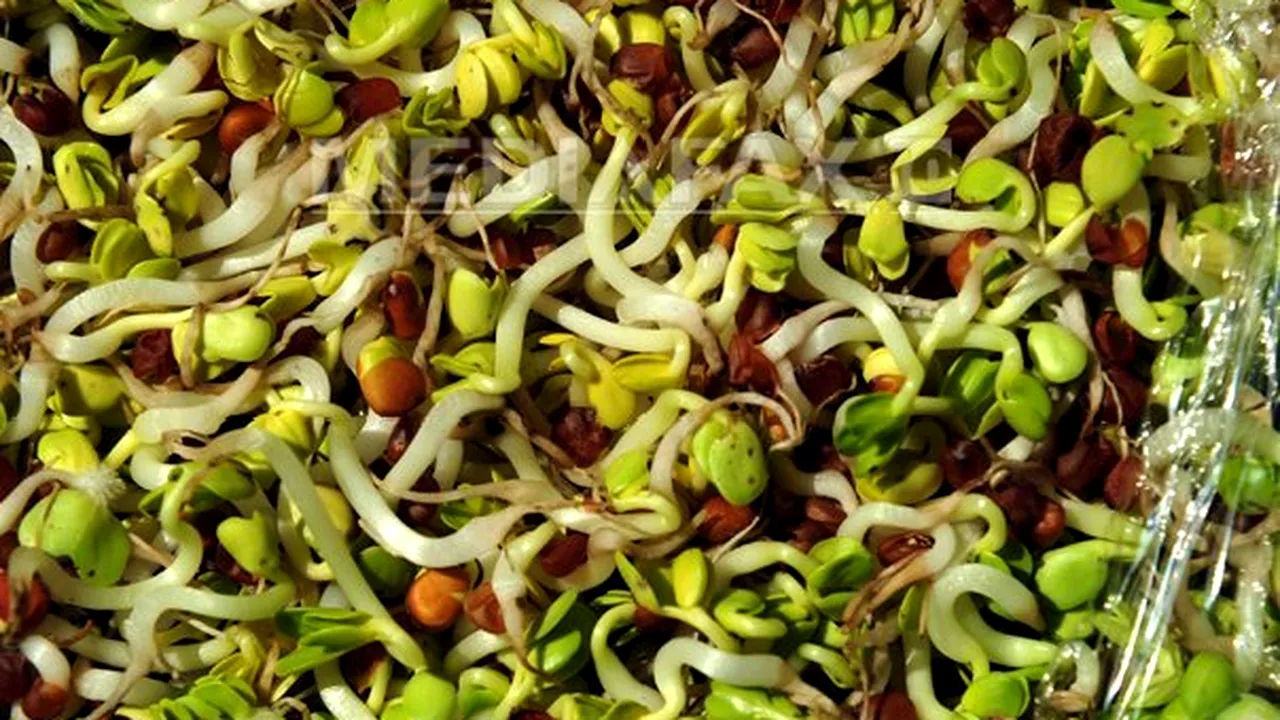 Zece persoane intoxicate cu E.coli în Franţa, din cauza seminţelor germinate