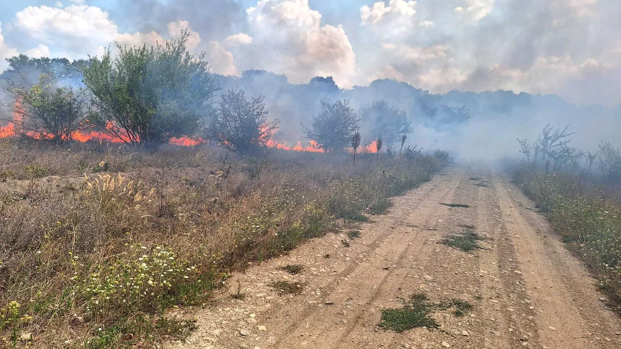 Incendiu în zona Pădurii Băneasa: ard circa 30 de hectare de vegetaţie