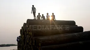 Peste 150 de cetăţeni chinezi, condamnaţi la închisoare pe viaţă în Myanmar pentru delicte forestiere