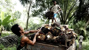 Indonezia interzice exportul de ulei de palmier, pe fondul creşterii preţurilor la alimente