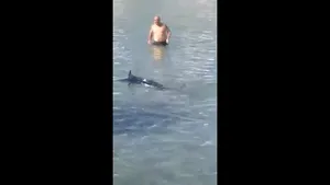 Imagini revoltătoare: Peşte-spadă, ucis cu pietre de mai mulţi tineri pe o plajă din Grecia, fără ca nimeni să intervină | VIDEO