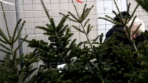 Cum arată bradul românului în 2010: e de import, stă în ghiveci şi costă 75 de euro