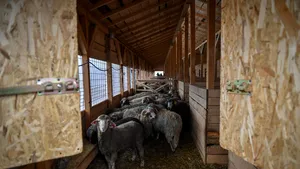 Navele cu oile exportate din România, în drum spre destinaţie, după deblocarea Canalului Suez