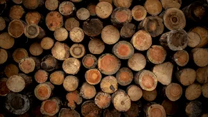 Parlamentul European a aprobat amânarea cu un an a legii privind defrişările din Europa