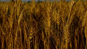 Producţia de cereale a României ar putea creşte cu peste 90%, în 2008