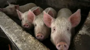 Focar de pestă porcină africană într-o fermă din judeţul Timiş