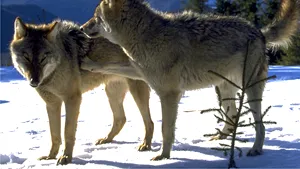 S-a votat. Lupii îşi vor pierde statutul de animale „strict protejate” în Europa