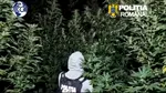 Cultură de canabis cu plante de până la 4 metri înălțime într-o pădure din Dâmbovița. Doi bărbați, arestați