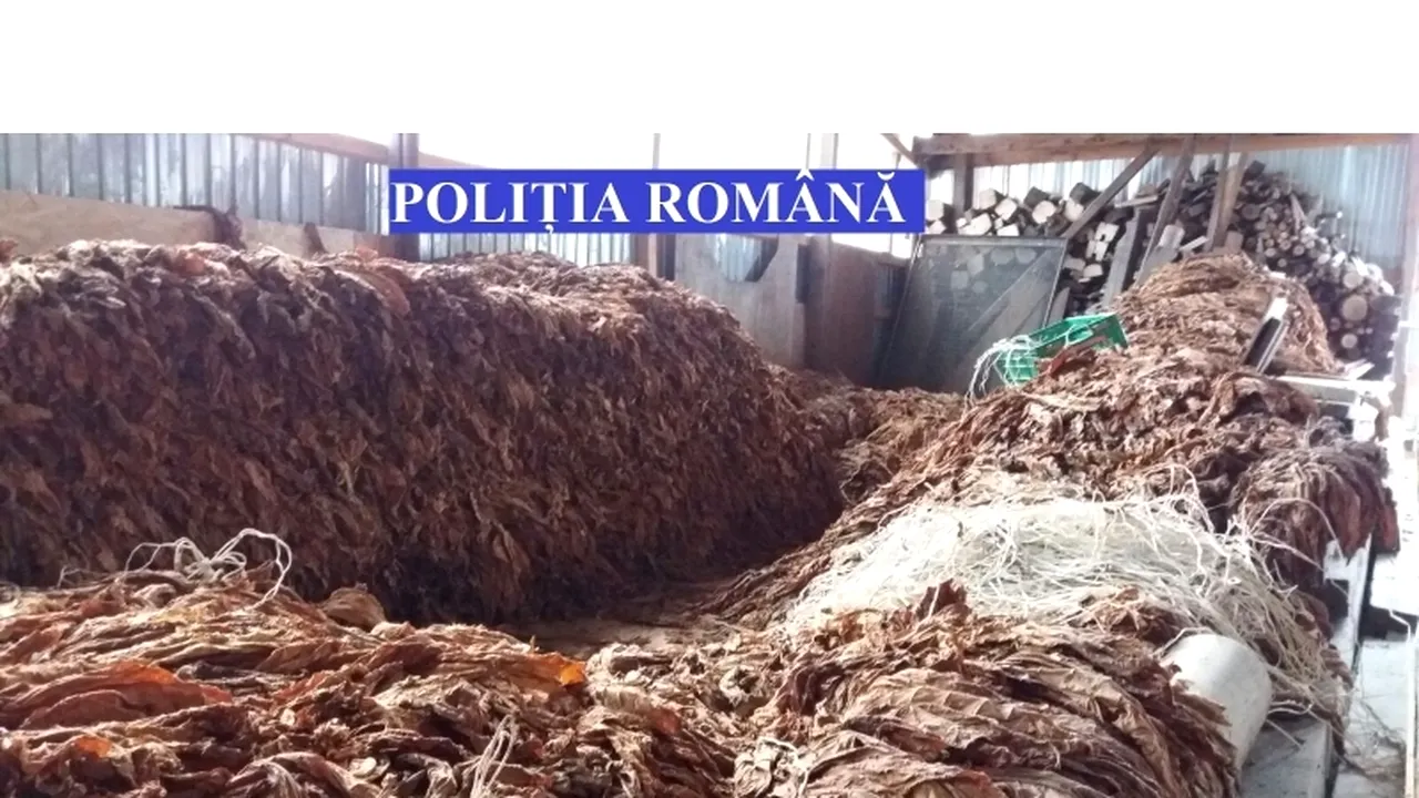 Peste două tone de tutun, confiscat de poliţiştii din Mureş - FOTO