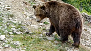 Deputaţii au adoptat proiectul care prevede despăgubirea în cazul daunelor provocate de urşi