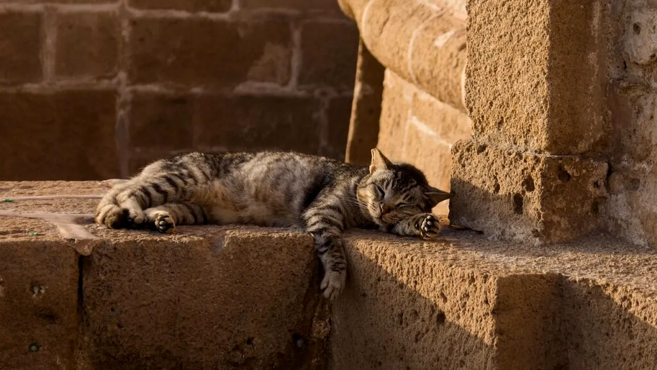 Atenție la litieră! Medicii veterinari transmit un avertisment urgent pentru proprietarii de pisici