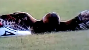 Bufniţa lovită de un fotbalist a murit. Jucătorul primeşte ameninţări