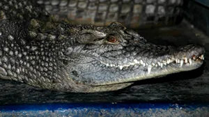 Un pui de crocodil fugit de la circ, prins în Marea de Azov