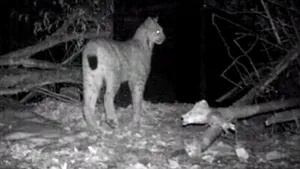 Un râs de 5 ani, capturat în pădurile din Bacău. Ţara în care va fi transferat. VIDEO