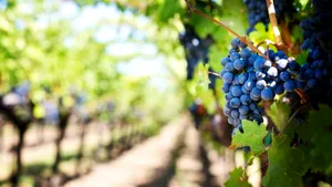 Sprijin de până la un milion de euro pentru fermierii din domeniul strugurilor de masă