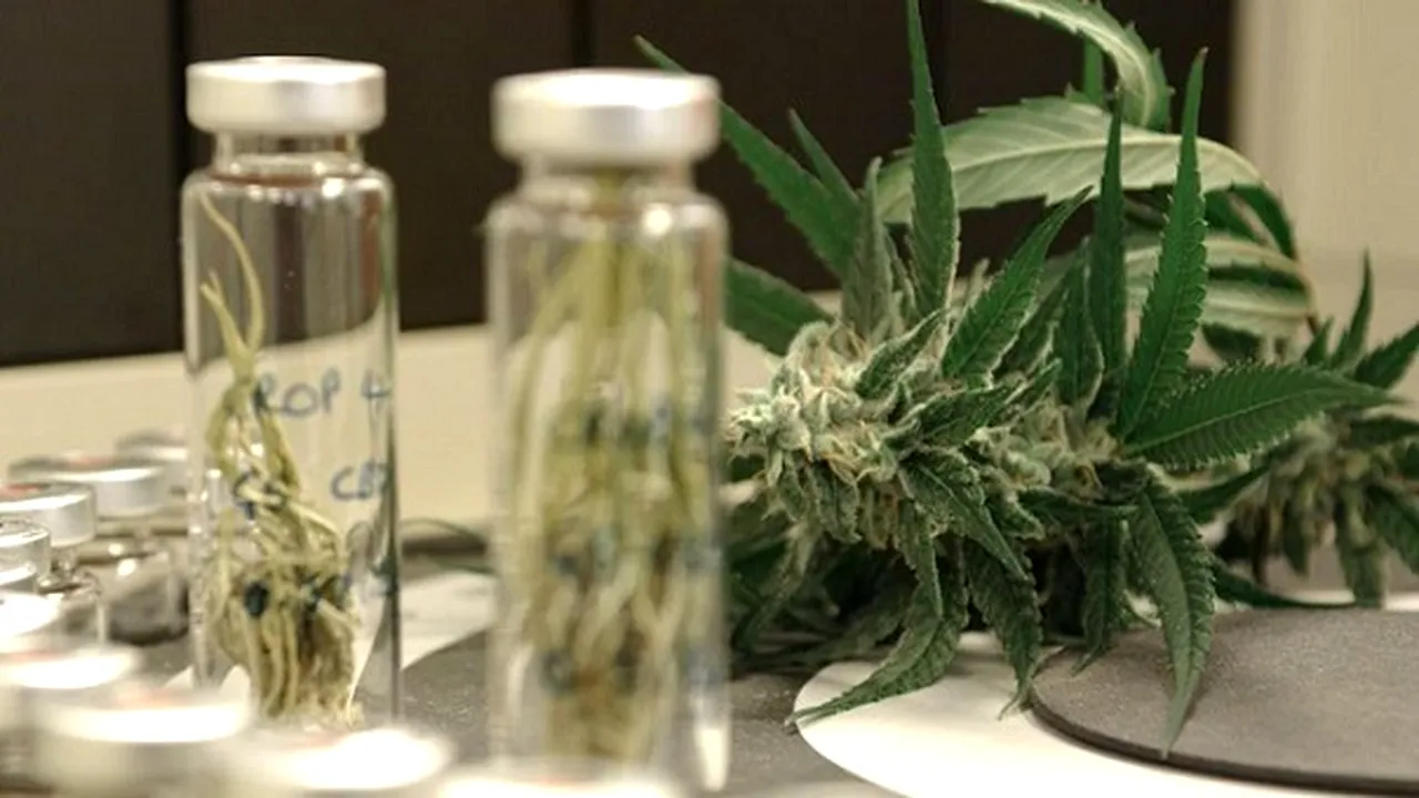 Prima ţară din Asia care LEGALIZEAZĂ canabisul în scop terapeutic. În ce condiţii se cultivă marijuana