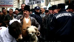 Crescătorii de oi şi capre pregătesc proteste de stradă