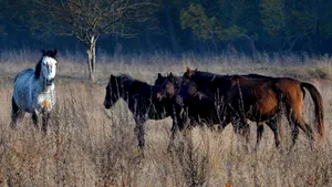 Doi dintre caii de la Letea au murit pe drumul spre abator. Restul animalelor au fost salvate