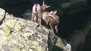 VIDEO Mai multe capre negre însoţite de iezi, filmate în timp ce se relaxează la mare înălţime